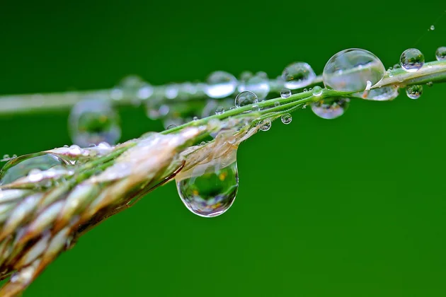 Kornähre voller Wassertropfen, einer davon runterfallend, vor grünem Hintergrund