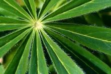 MIttelpunkt einer Grünpflanze, deren Blätter wie Sonnenstrahlen geformt sind