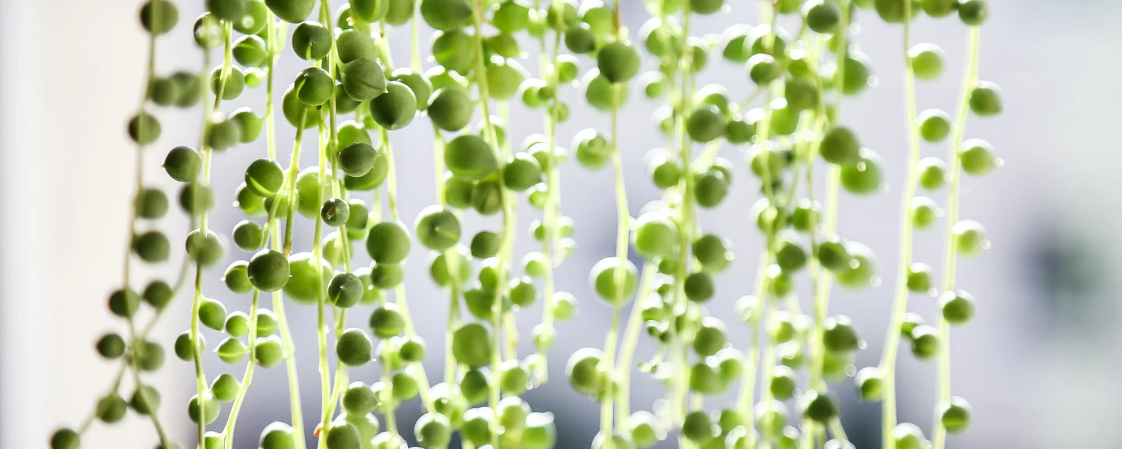 Hängende Erbsenranken, hellgrün vor grauemn Hintergrund