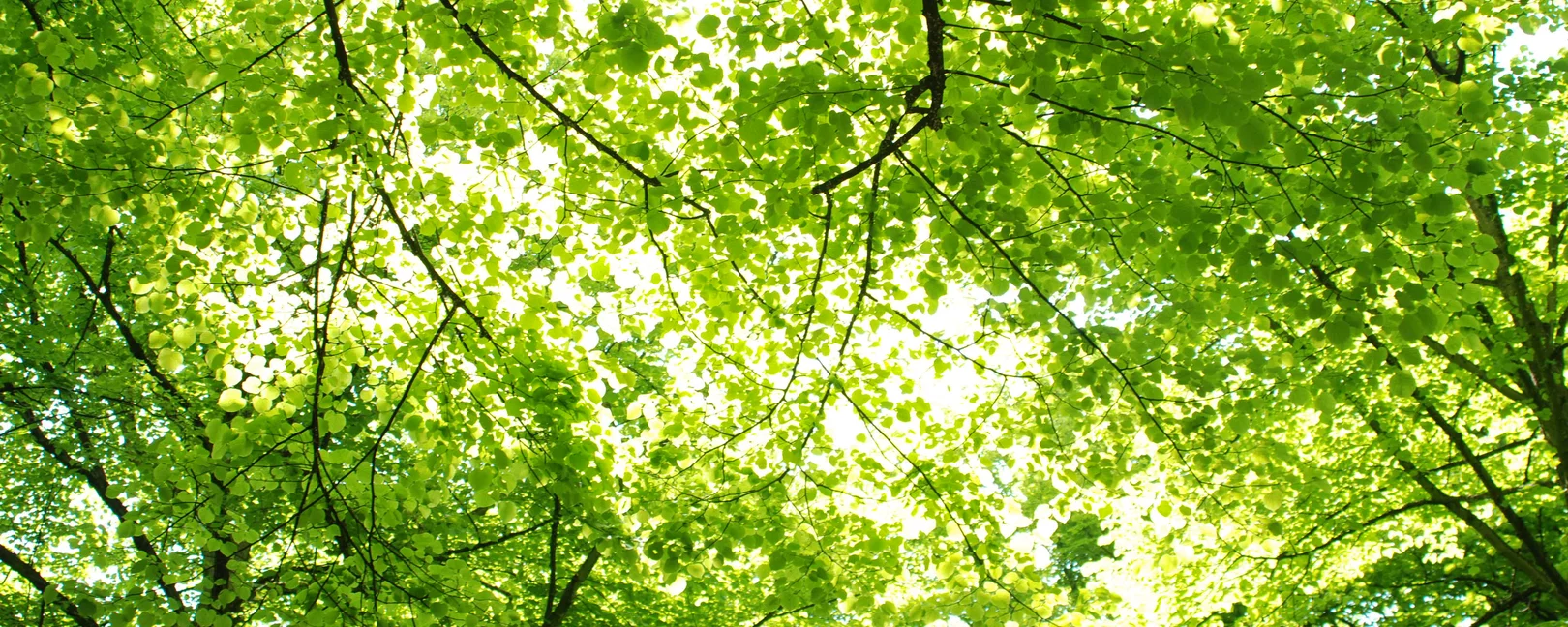 Hellgrünes Blätterdach von unten